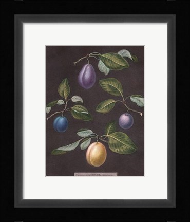 Framed Plums Print