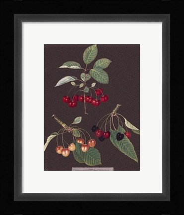 Framed Cherries Print