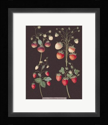 Framed Strawberries Print