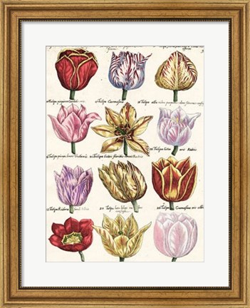 Framed Tulips En Masse I Print