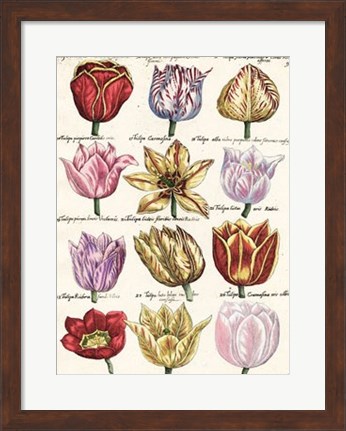 Framed Tulips En Masse I Print