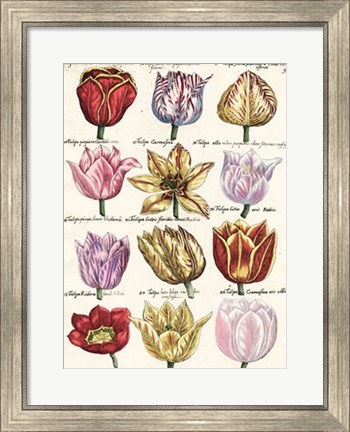 Framed Tulips En Masse I Print