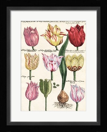 Framed Tulips En Masse II Print