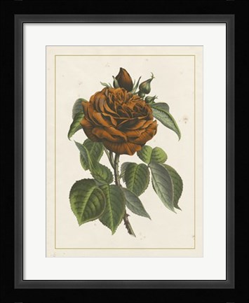 Framed Chinese Red Rose I Print