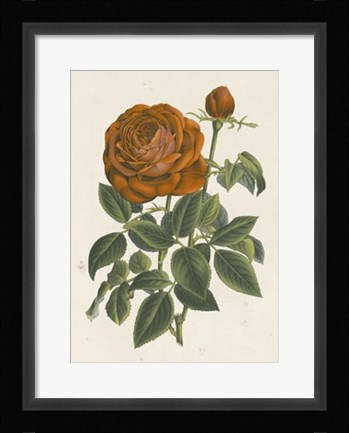Framed Chinese Red Rose II Print