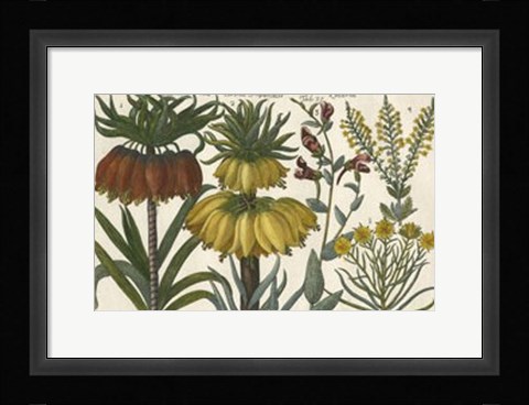 Framed Botanical I Print