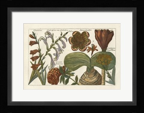 Framed Botanical II Print