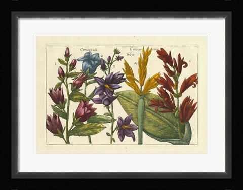 Framed Botanical III Print