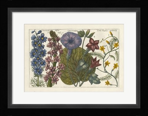 Framed Botanical IV Print