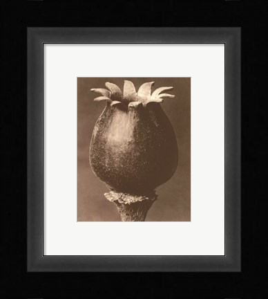 Framed Sepia Botany Study I Print
