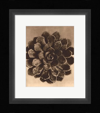 Framed Sepia Botany Study II Print