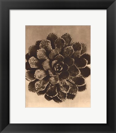 Framed Sepia Botany Study II Print