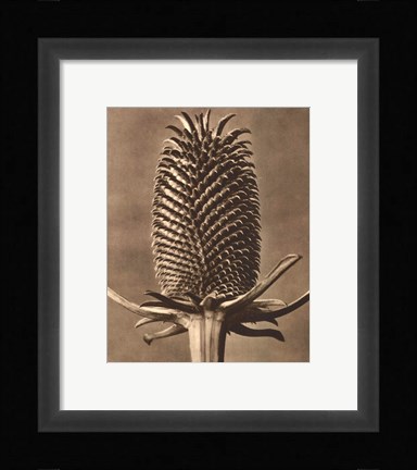 Framed Sepia Botany Study III Print