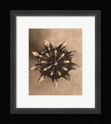 Framed Sepia Botany Study IV Print