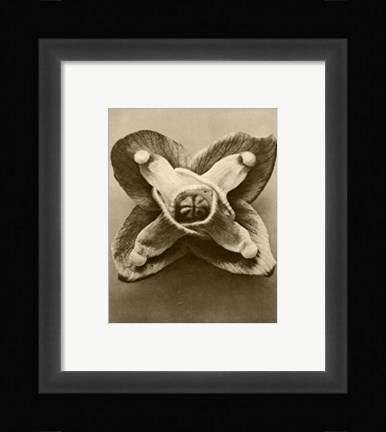 Framed Sepia Botany Study V Print