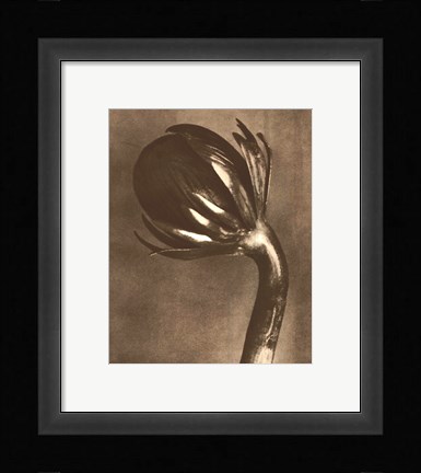 Framed Sepia Botany Study VI Print