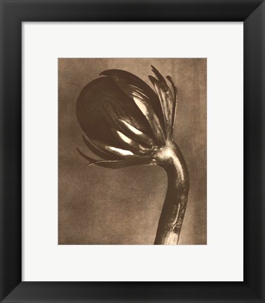 Framed Sepia Botany Study VI Print