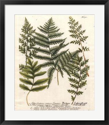 Framed Fern Gathering II Print