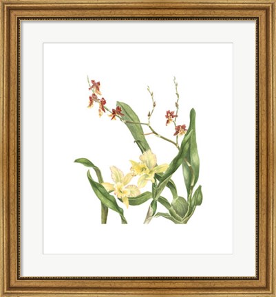 Framed Orchid II (Le) Print
