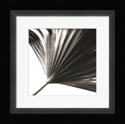Framed Black and White Palm II Print