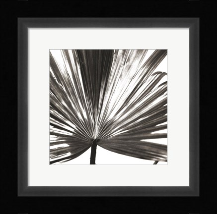 Framed Black and White Palm III Print