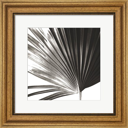 Framed Black and White Palm IV Print