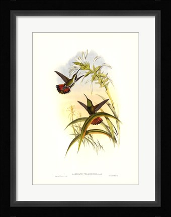 Framed Hummingbird I Print