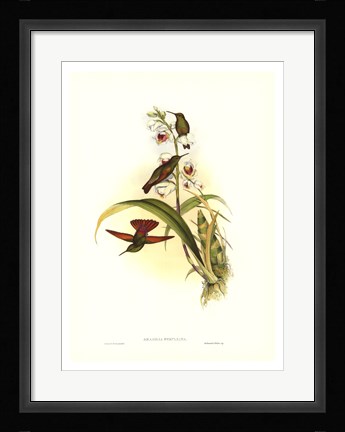 Framed Hummingbird II Print