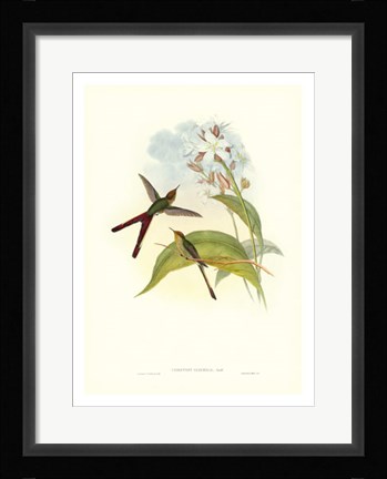 Framed Hummingbird III Print