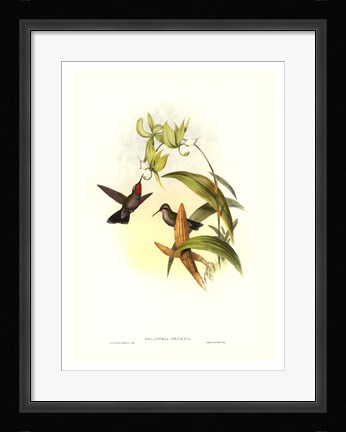 Framed Hummingbird IV Print