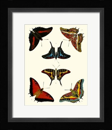 Framed Butterflies II Print