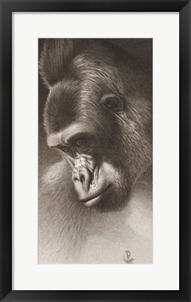 Framed Silver Back, The Gorilla Print