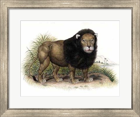 Framed Lion from India I I Print
