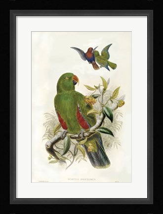 Framed Parrots I Print
