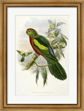 Framed Parrots II Print