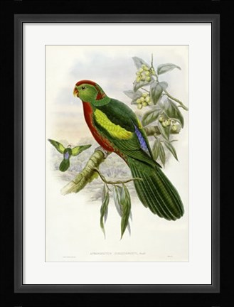 Framed Parrots II Print
