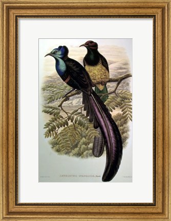 Framed Bird of Paradise I Print