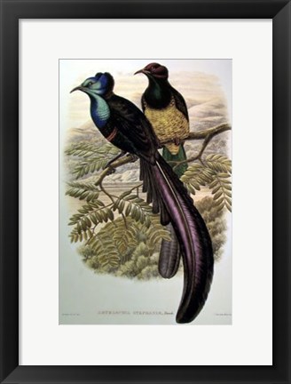Framed Bird of Paradise I Print
