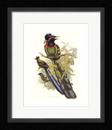 Framed Bird of Paradise II Print