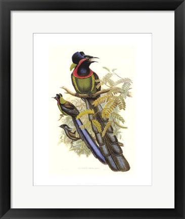 Framed Bird of Paradise II Print