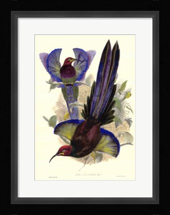 Framed Bird of Paradise III Print