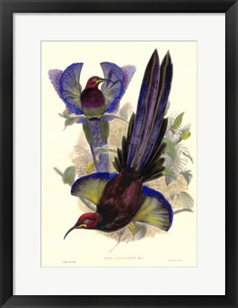 Framed Bird of Paradise III Print