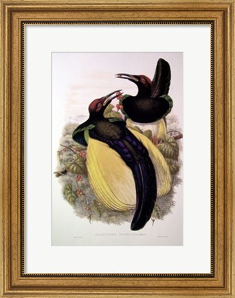 Framed Bird of Paradise IV Print