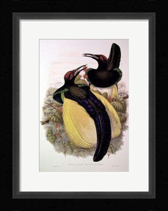 Framed Bird of Paradise IV Print