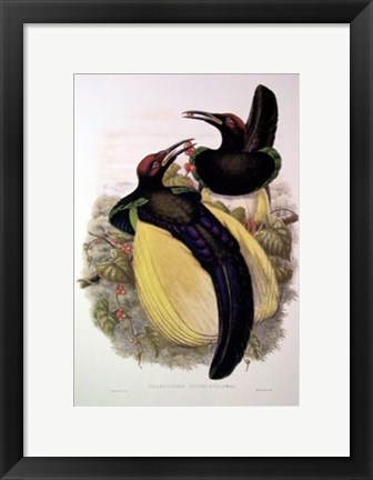 Framed Bird of Paradise IV Print