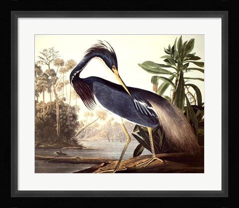 Framed Louisiana Heron Print