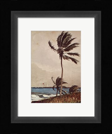 Framed Palm Tree, Nassau Print