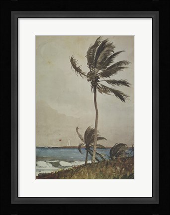 Framed Palm Tree, Nassau Print