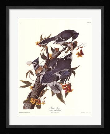 Framed Blue Jay Print