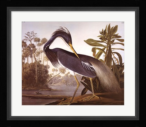 Framed Louisiana Heron Print